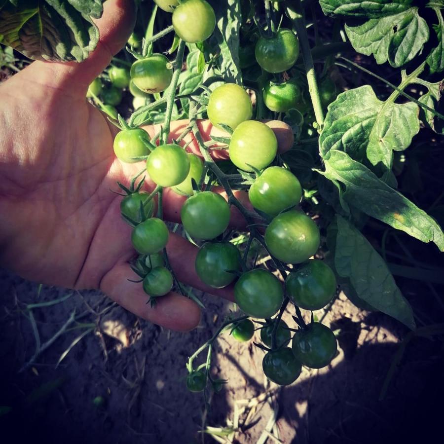 Affittacamere Cortijo Claudia Taberno Esterno foto